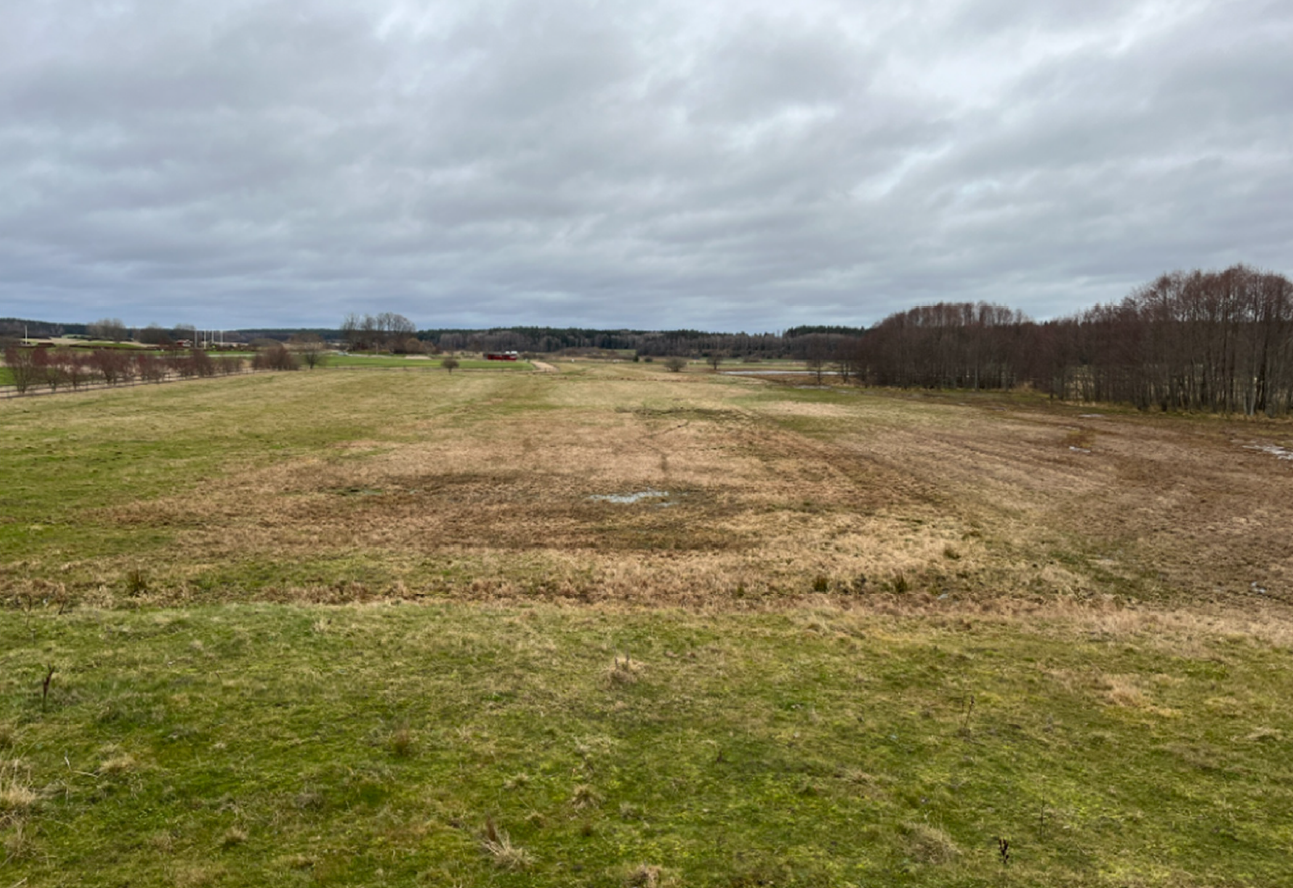 Vy uppifrån fågeltornet, ut över den yta där en grund våtmark planeras. Området är nyligen tuvfräst. Foto Sören Eriksson, okt 2024.